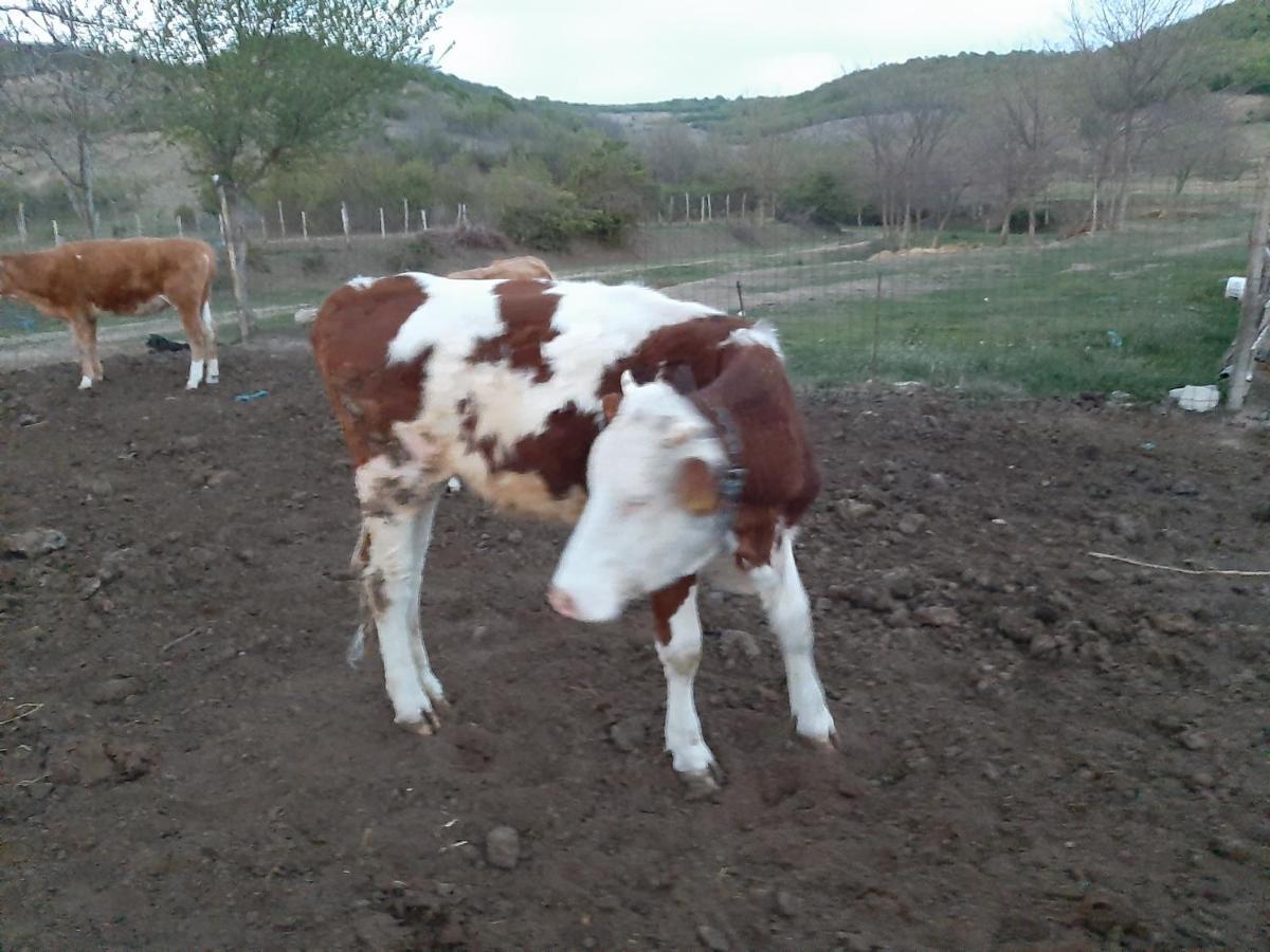 Pensiunea Agroturistica Green Odoba Sătuc 外观 照片