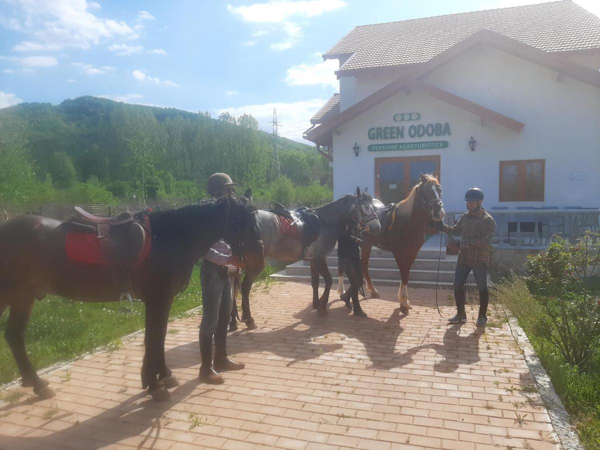 Pensiunea Agroturistica Green Odoba Sătuc 外观 照片