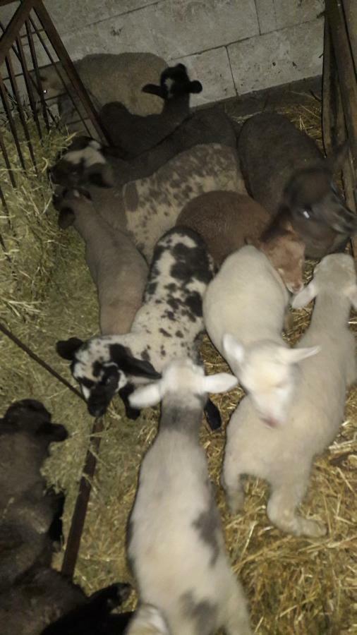 Pensiunea Agroturistica Green Odoba Sătuc 外观 照片