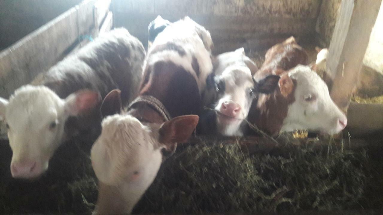 Pensiunea Agroturistica Green Odoba Sătuc 外观 照片